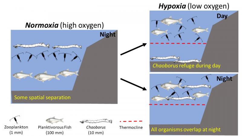 Diagram of overlap in organisms demonstrating hypothetical difference between normoxia and hypoxia