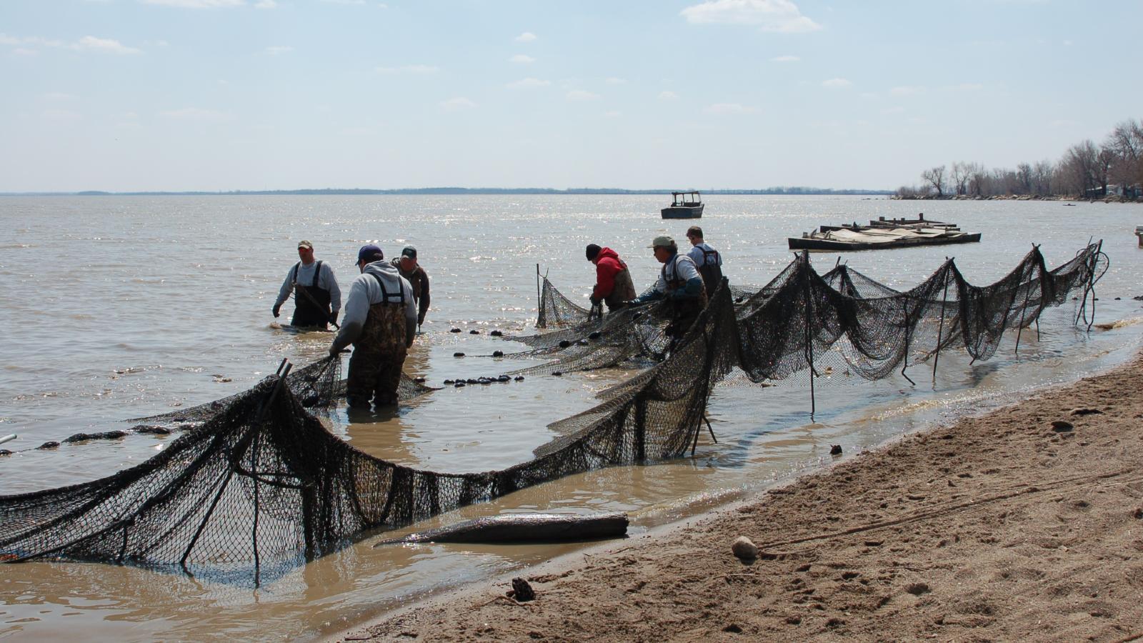 AEL and DOW staff fish collection in Sandusky